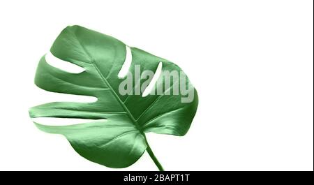 Tropical jungle Monstera leaf isolated on white background. Stock Photo