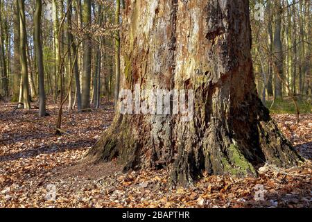rotten tree roots in the forest Stock Photo - Alamy