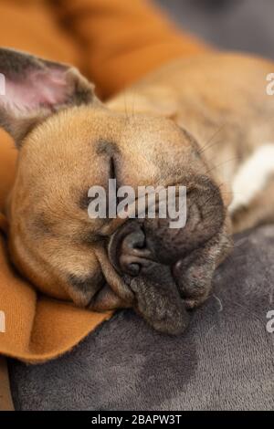 Cute purebred Fawn French Bulldog is resting Stock Photo