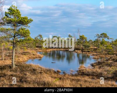 wonderful bog landscape, beautiful bog lakes, pines, bog grass and moss. Cloud reflections in swamp water, early spring in Kemeri swamp, Latvia Stock Photo