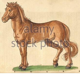 Horse (Equus ferus caballus), vintage illustration published in 1551. Conrad Gessner. Stock Photo