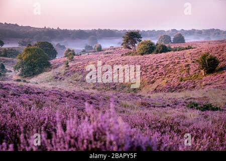 Posbank national park Veluwezoom, blooming Heather fields during Sunrise at the Veluwe in the Netherlands, purple hills of the Posbank Stock Photo