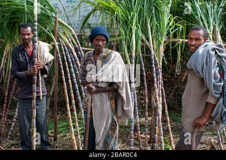 Road between from Wukro to Mekele, Ethiopia. Several workers cut sugar canes on the road from Wukro to Mekele. In Wukro, in the Tigray region, north o Stock Photo