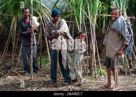 Road between from Wukro to Mekele, Ethiopia. Several workers cut sugar canes on the road from Wukro to Mekele. In Wukro, in the Tigray region, north o Stock Photo