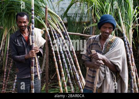 Road between from Wukro to Mekele, Ethiopia. Several workers cut sugar canes on the road from Wukro to Mekele. In Wukro, in the Tigray region, north o Stock Photo