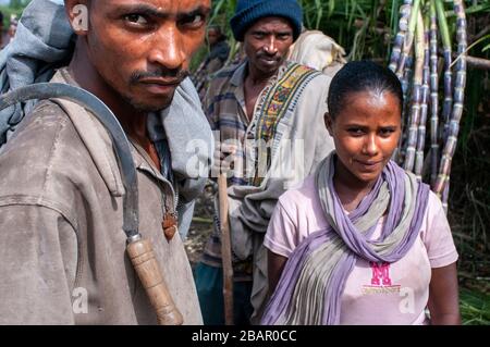 Road between from Wukro to Mekele, Ethiopia. Several workers cut sugar canes on the road from Wukro to Mekele. In Wukro, in the Tigray region, north o Stock Photo