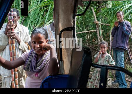 Road between from Wukro to Mekele, Ethiopia. Several workers cut sugar canes on the road from Wukro to Mekele. In Wukro, in the Tigray region, north o Stock Photo