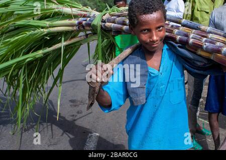 Road between from Wukro to Mekele, Ethiopia. Several workers cut sugar canes on the road from Wukro to Mekele. In Wukro, in the Tigray region, north o Stock Photo
