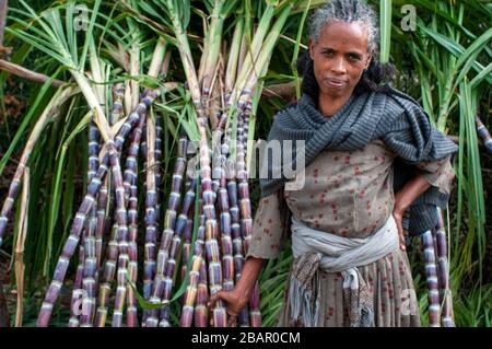 Road between from Wukro to Mekele, Ethiopia. Several workers cut sugar canes on the road from Wukro to Mekele. In Wukro, in the Tigray region, north o Stock Photo