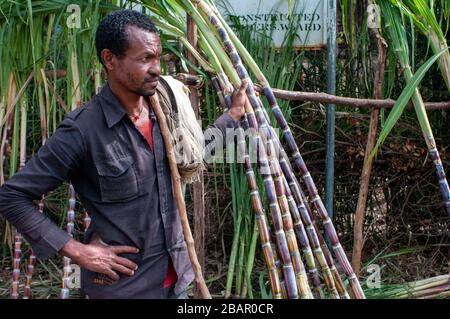 Road between from Wukro to Mekele, Ethiopia. Several workers cut sugar canes on the road from Wukro to Mekele. In Wukro, in the Tigray region, north o Stock Photo