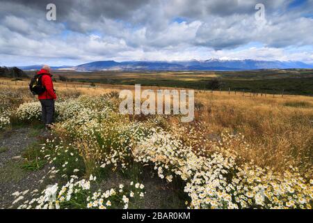 Wild flower meadow in Torres de Paine national park, Patagonia Steppe, Patagonia, Chile, South America Stock Photo