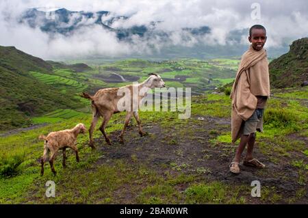 Farm animals and Landscape and traditional african village house in Lalibela village in Amhara region, Northern Ethiopia Stock Photo