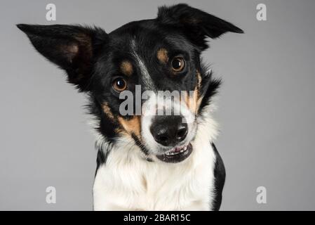 Portrait of a Border Collie Dog Stock Photo