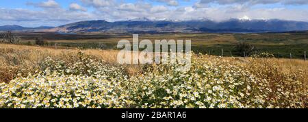 Wild flower meadow in Torres de Paine national park, Patagonia Steppe, Patagonia, Chile, South America Stock Photo