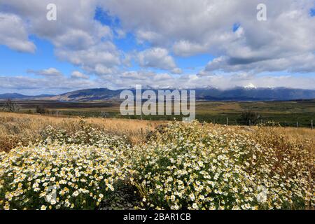 Wild flower meadow in Torres de Paine national park, Patagonia Steppe, Patagonia, Chile, South America Stock Photo