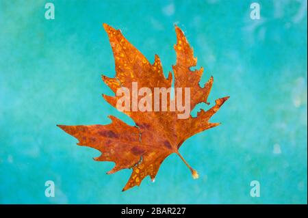 A beautiful orange leaf swims in clear turquoise water. Contrast. Autumn. Stock Photo