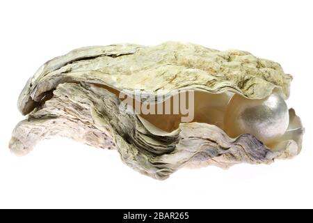 pearl embedded in oyster isolated on white background Stock Photo