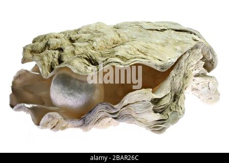 pearl embedded in oyster isolated on white background Stock Photo