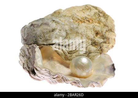 pearl embedded in oyster isolated on white background Stock Photo