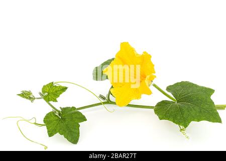 Yellow flower of pumpkin, isolated on white background Stock Photo