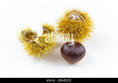 fresh sweet chestnut fruits isolated on white copy space closeup Stock Photo