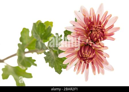 Two flowers of pink chrysanthemum, isolated on white background Stock Photo