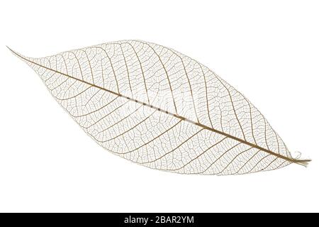 Single skeleton leaf isolated on white background Stock Photo