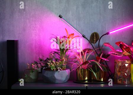 phytolamps illuminate potted plants  shelf  room Stock Photo