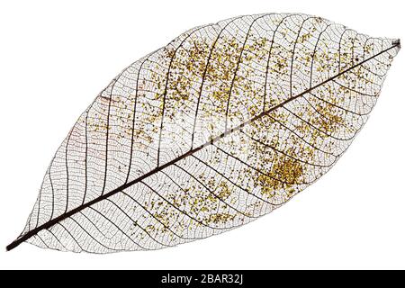Single skeleton leaf isolated on white background Stock Photo