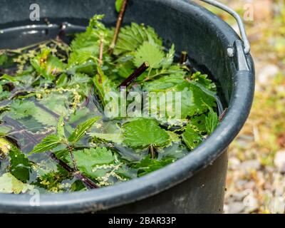 nettle brew a natural fertilizer made from fermented stinging nettles (Urtica dioica) Stock Photo