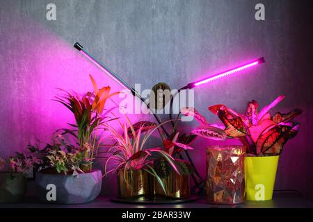 phytolamps illuminate potted plants  shelf  room Stock Photo