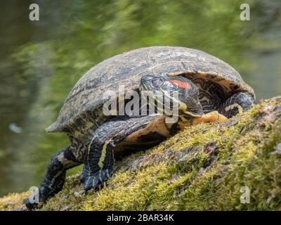 red-eared slider (Trachemys scripta elegans) sunbathing on a tree trunk Stock Photo
