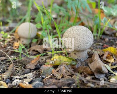 smooth puffball mushrooms (Lycoperdon molle) closeup Stock Photo