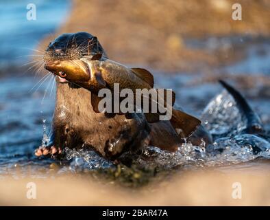 Close up of an adult female European Otter ( Lutra lutra) rushing out of water towards camera with a large fish Stock Photo