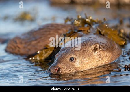 Close up of European Otter cub or kit (Lutra lutra) resting in shallow water with seaweed draped across its back Stock Photo