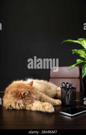 Cat sleeping on desk at home office with plant, smartphone, coffee cup and some pens. Chair in the background with some copyspace Stock Photo