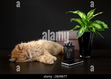 Cat sleeping on desk at home office with plant, smartphone, coffee cup and some pens. Chair in the background with some copyspace Stock Photo