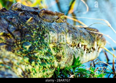 Closeup of a Nile Crocodile covered in green algae basking in the sun in the Kruger National Park, South Africa Stock Photo