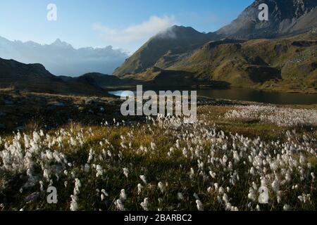 cottongrass around the lakes of fenetre at the top of val ferret, switzerland Stock Photo