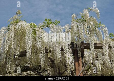 plant of wisteria sinensis alba grows on a wooden framework forming a pergola Stock Photo