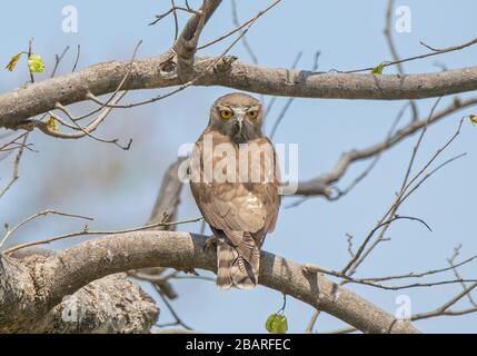 A Brown Hawk Owl at Jim Corbett National Park, Uttarakhand, India Stock Photo