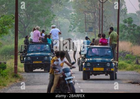 An Indian Elephant crossing the road at Jim Corbett National Park, Uttarakhand, India Stock Photo