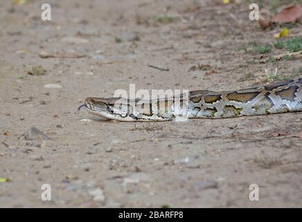 Closeup of an Indian Rock Python at Jim Corbett National park, Uttarakhand, India Stock Photo