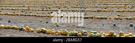 mellow Styrian oil pumpkins lying in rows on a field Stock Photo