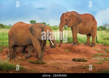 bunch of African red elephants in the savanna, travel Africa Kenya safari tours in Tanzania, elephant family in the wild in Uganda Tsavo East, Ambosel Stock Photo