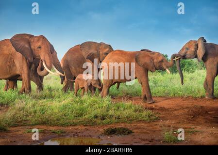 bunch of African red elephants in the savanna, travel Africa Kenya safari tours in Tanzania, elephant family in the wild in Uganda Tsavo East, Ambosel Stock Photo