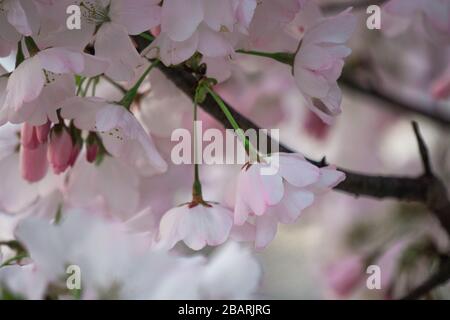Close-up Stock Photo