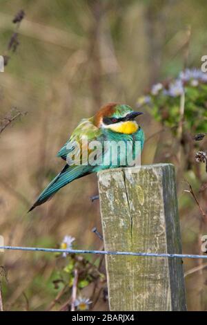 European Bee-eater (Merops apiaster) a rare migrant to Shetland, Scotland, UK. Stock Photo