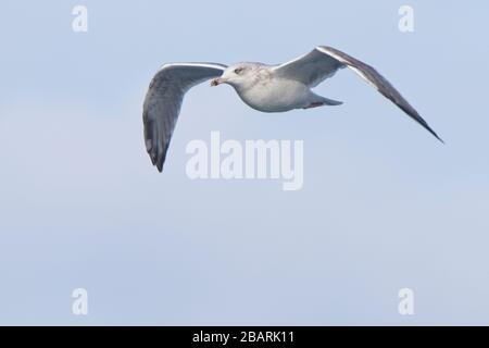 Herring Gull (Larus argentatus) subadult (3rd winter), in flight, Bressay, Shetland, Scotland, UK. Stock Photo