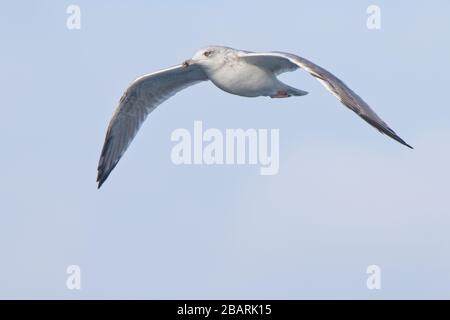 Herring Gull (Larus argentatus) subadult (3rd winter), in flight, Bressay, Shetland, Scotland, UK. Stock Photo